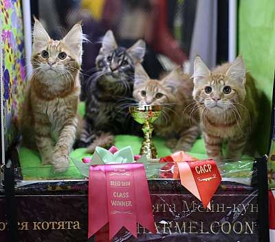 �������� ����� 22-23 ������ 2014, ������������ ��� �������� ����� 22-23 ������ 2014  ������������ ��� 169A9068 copy.jpg